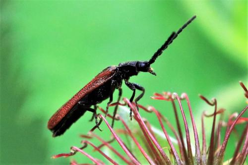 Réf. 246 458 : Omalisus fontisbellaquei